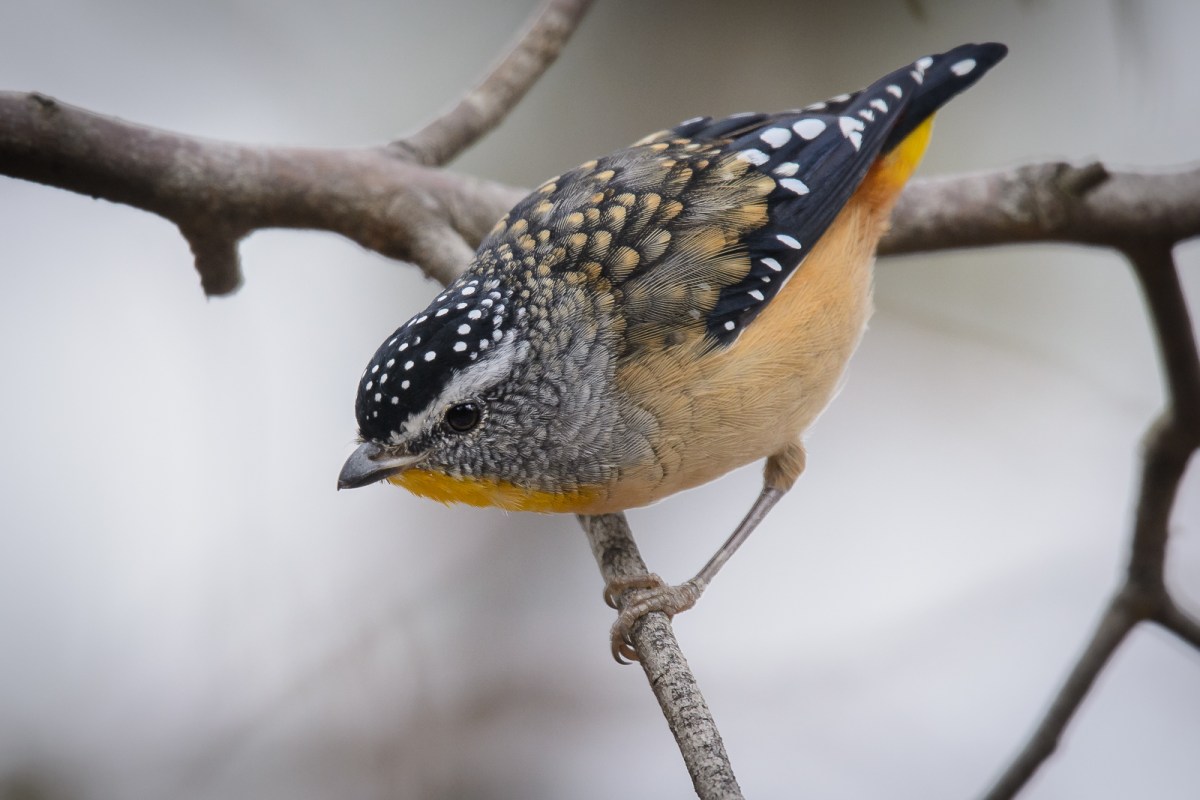 Often called "The Diamond Bird" because of the head markings