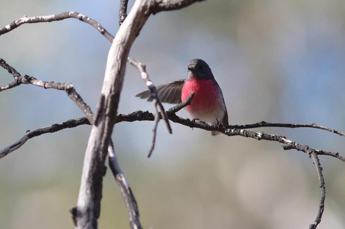 A "Hello" wing wave from Ambrose. But he didn't stay to chat. 
