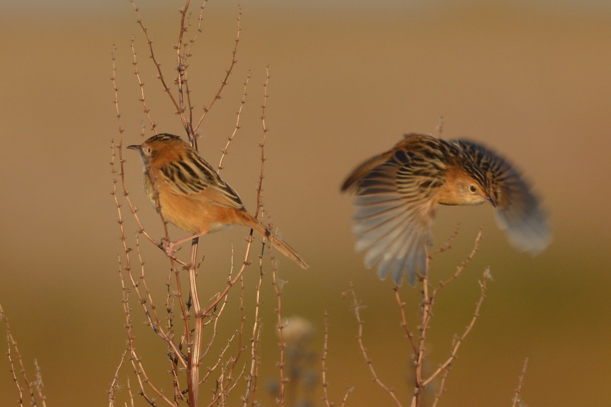 Don't let fear hold you back, I'll meet you on the fence, pardner.