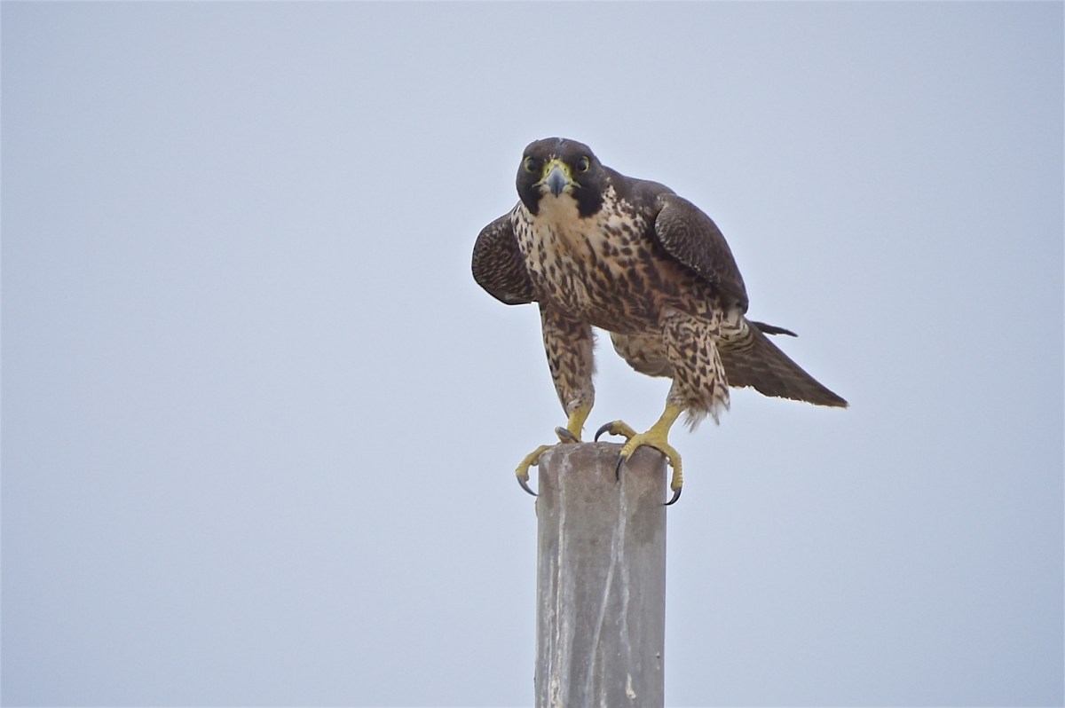 Cold and Calculating.