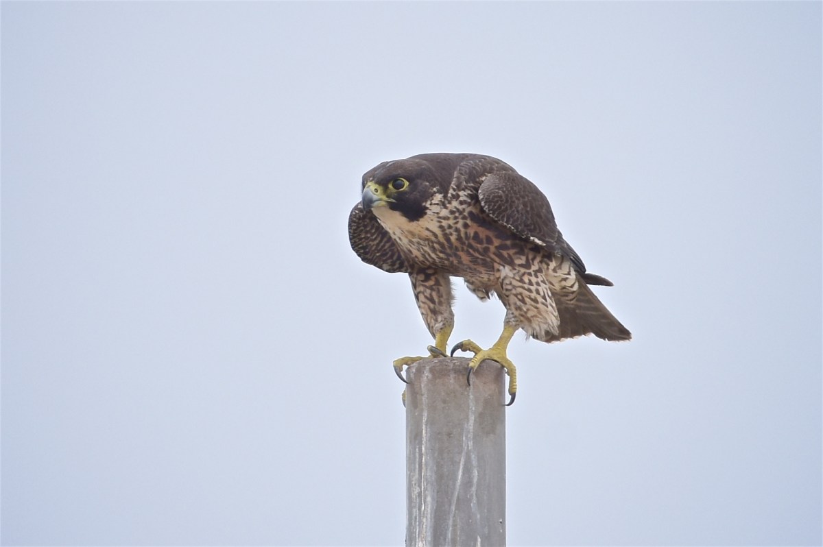 16-04-27-1144-DWJ_6712