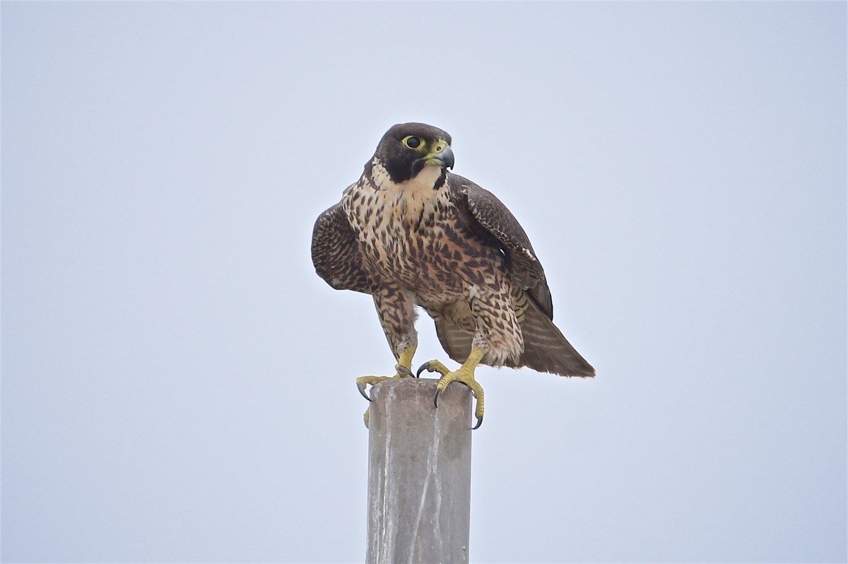 16-04-27-1155-DWJ_6723