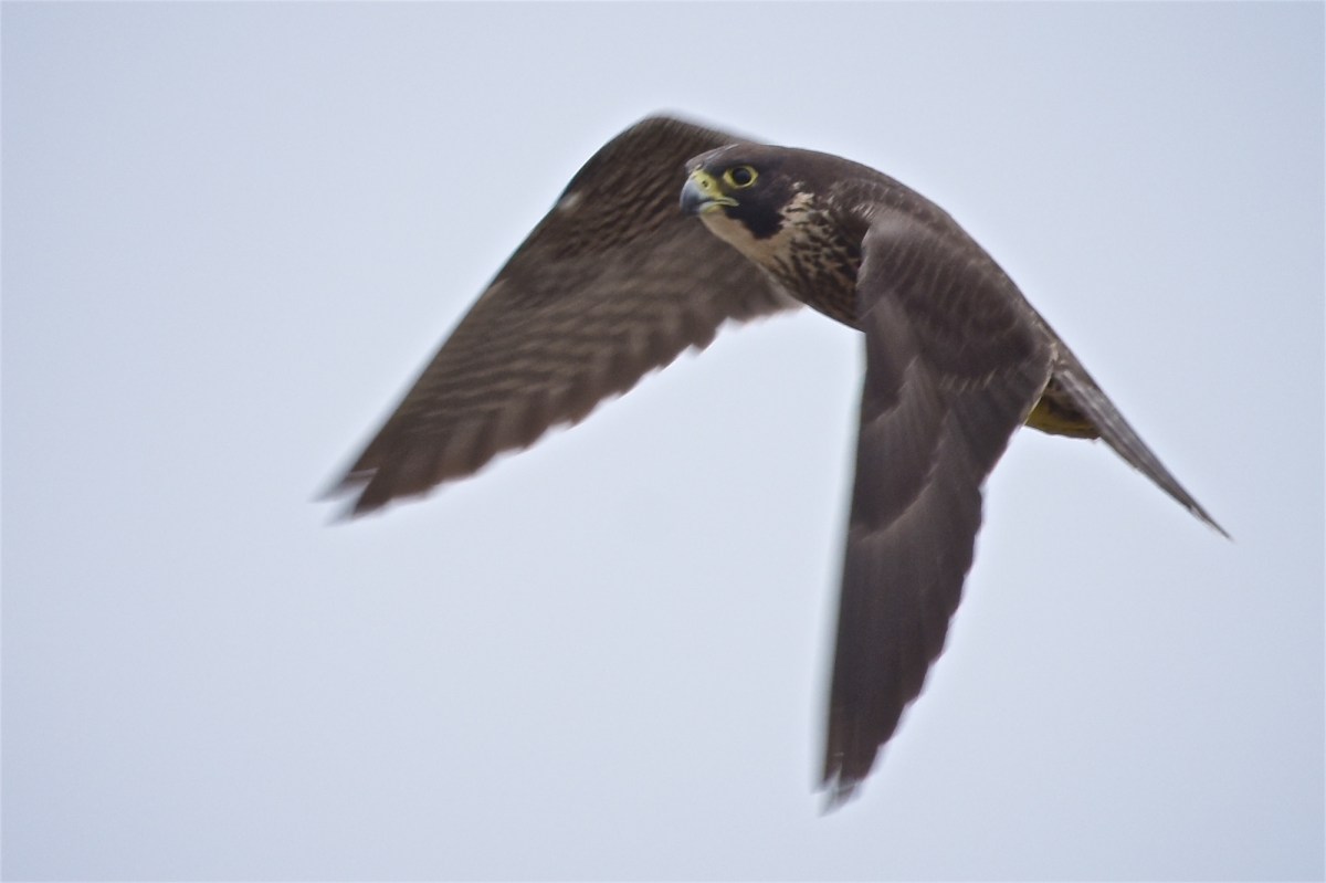 Struggling into the wing to gain height