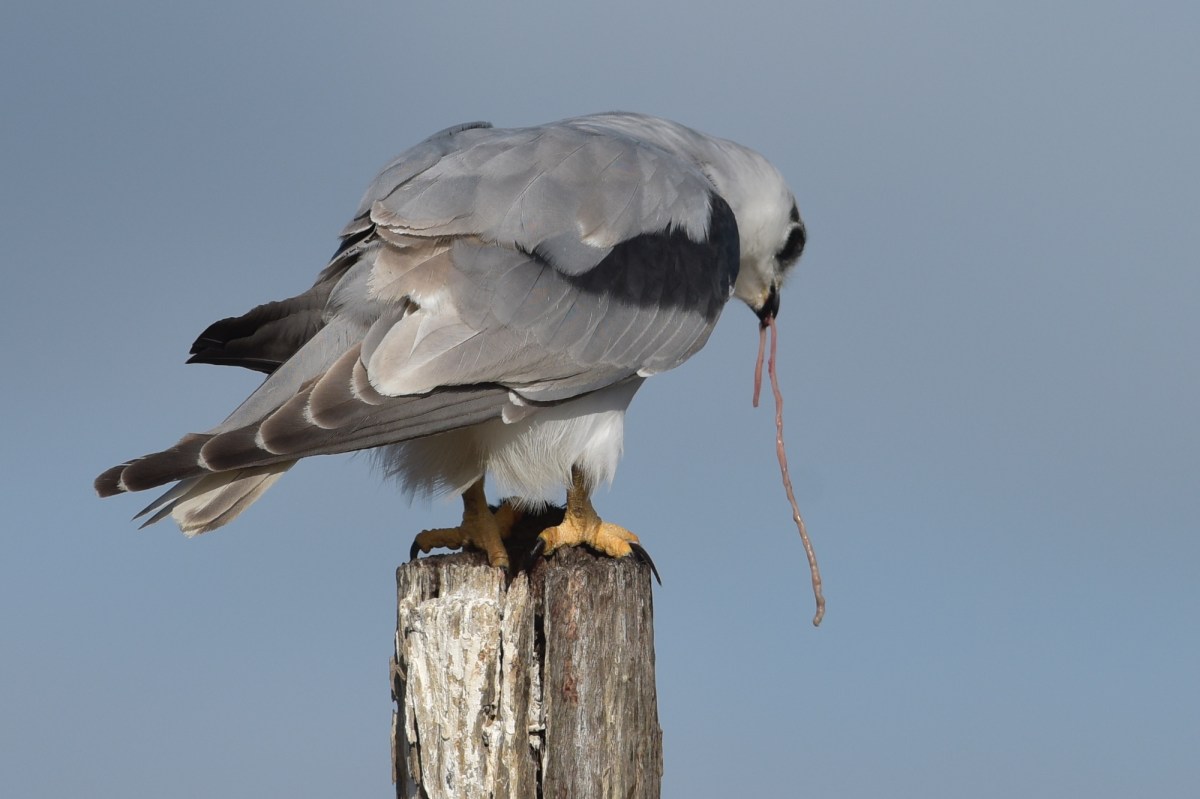 A quick extraction and discard of the bits that don't taste too nice. 