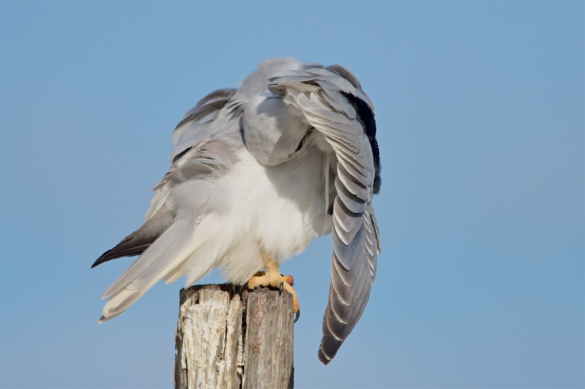 Did you ever wonder what was under those wings? 