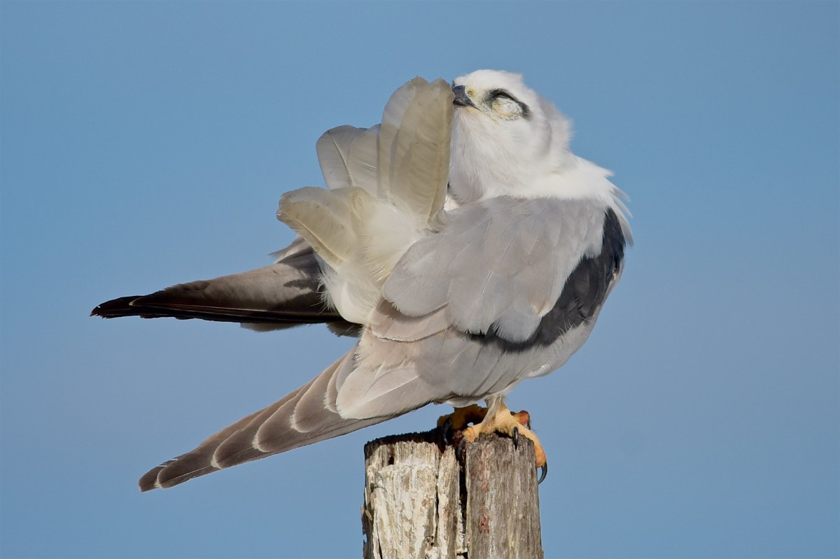 The delicate rezipping of the tail feathers is always a delight to see from a raptor 