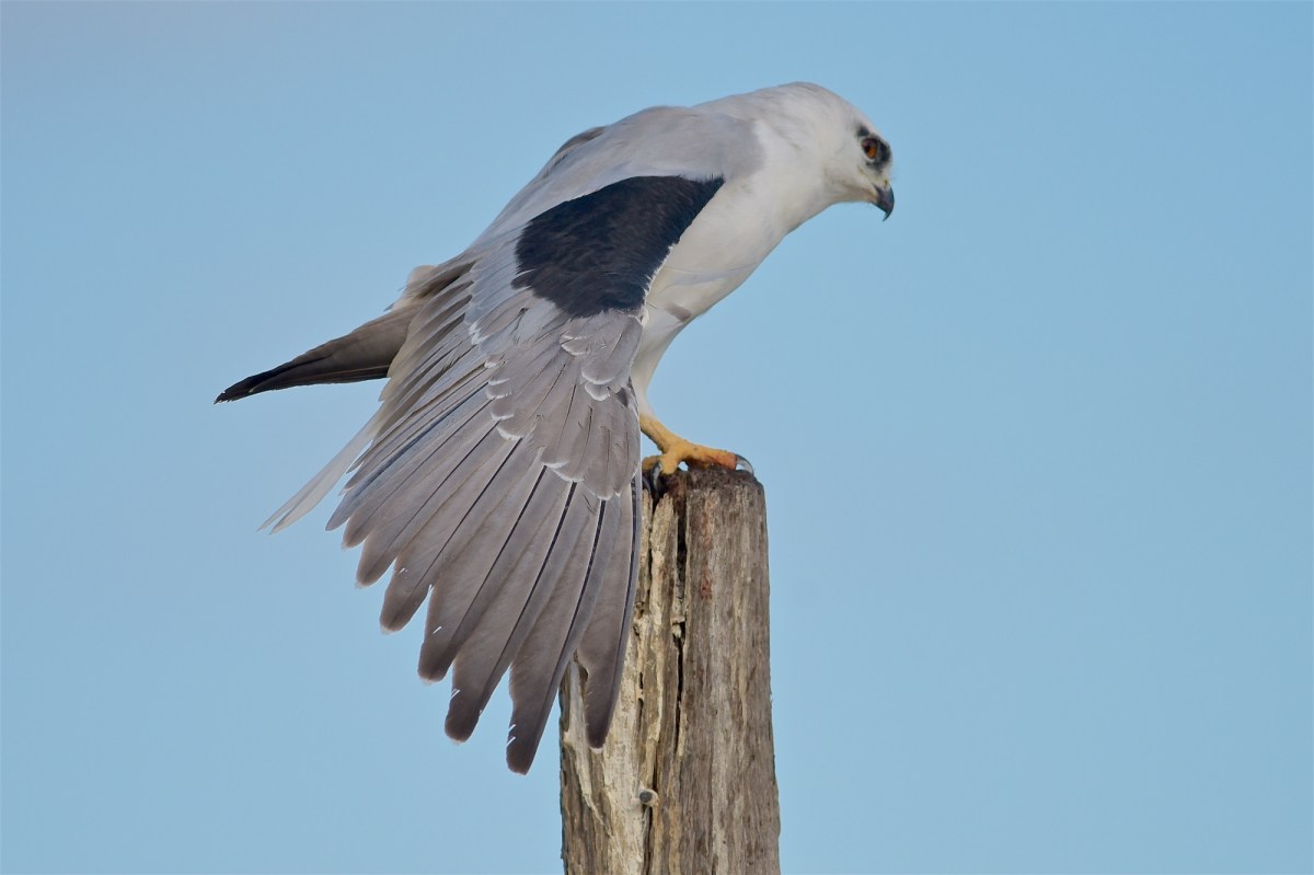 A wing stretch and its time to go a hunting. 