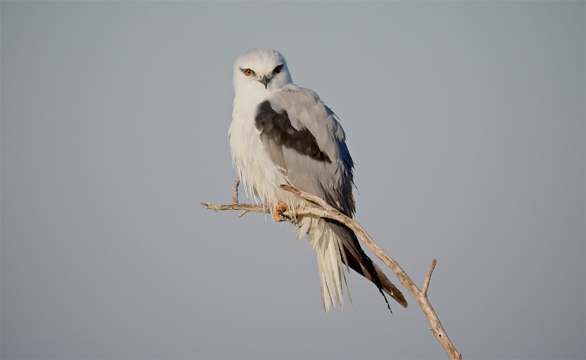 Well, good morning. Hunting's been good.