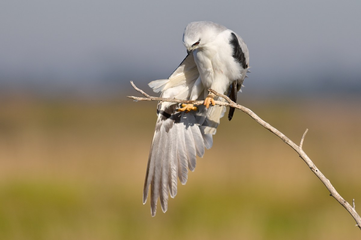 A wing stretch to the right. Lean into it, that feels good. 