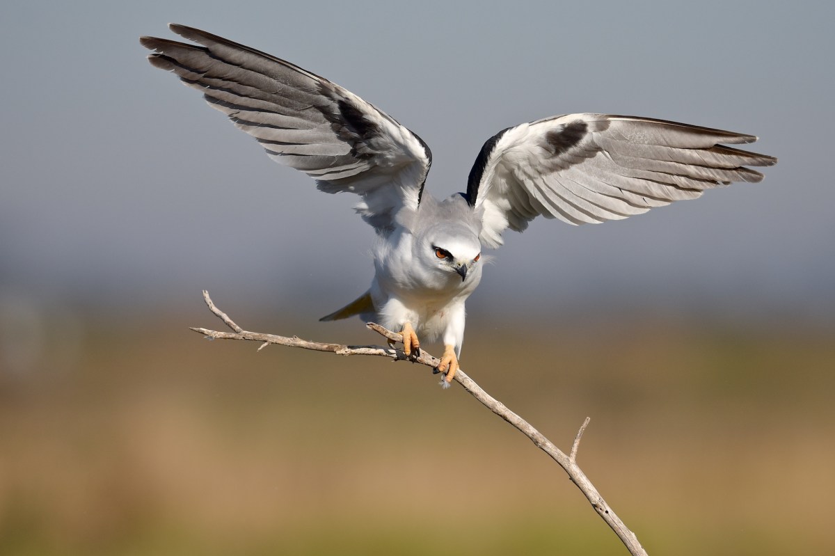 Wings to help balance on turning on the perch.