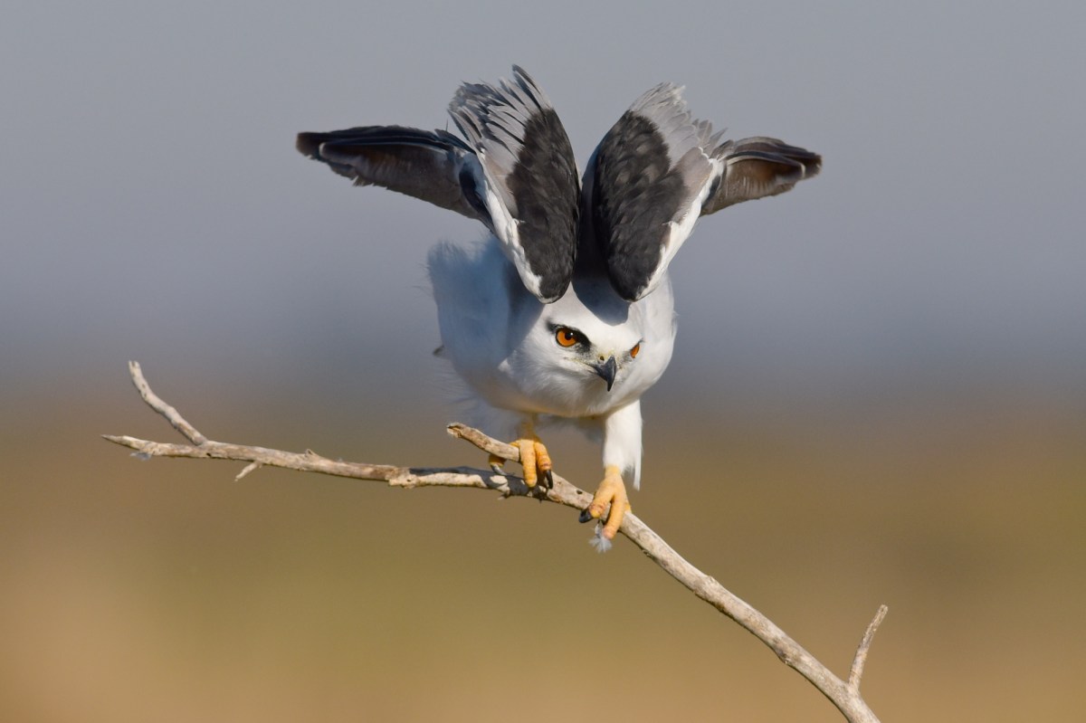How to fold up big wings
