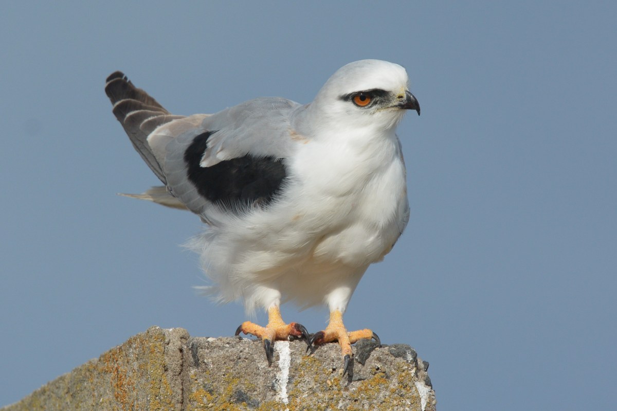 DWJ_16-04-01_734_ - Version 2