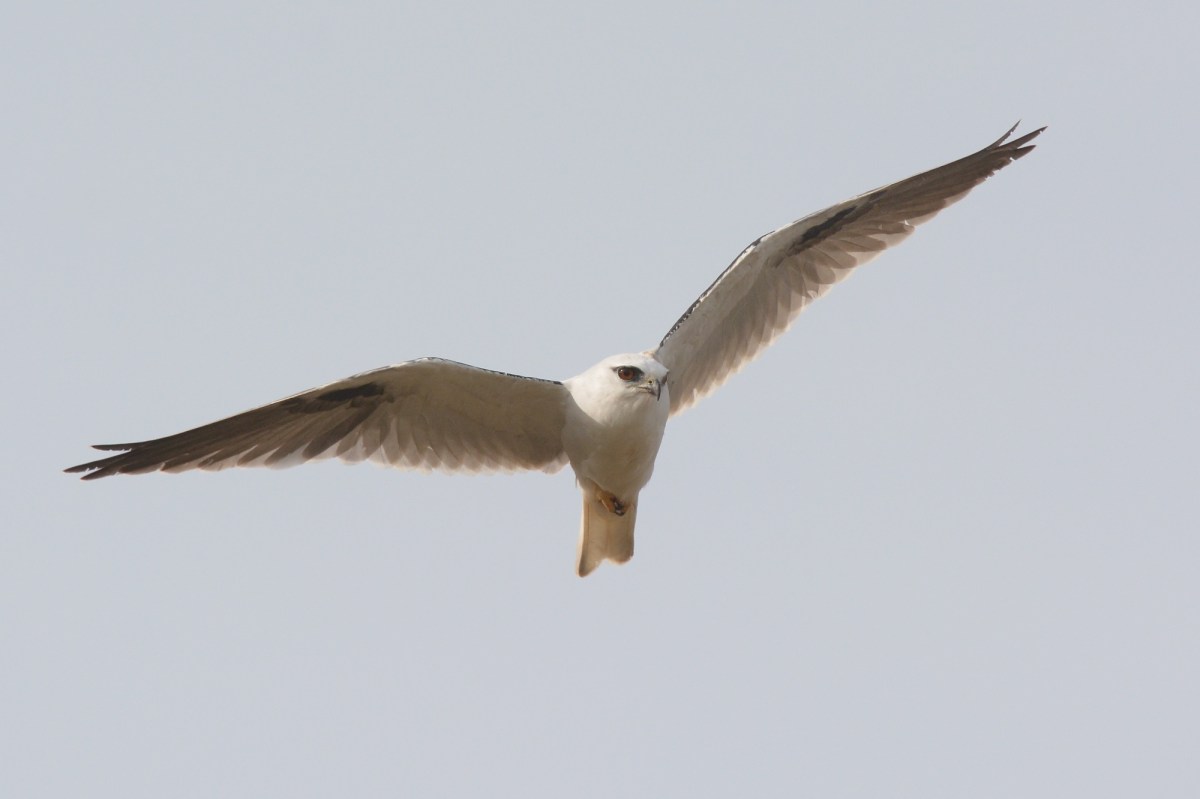 DWJ_16-04-01_791_ - Version 2