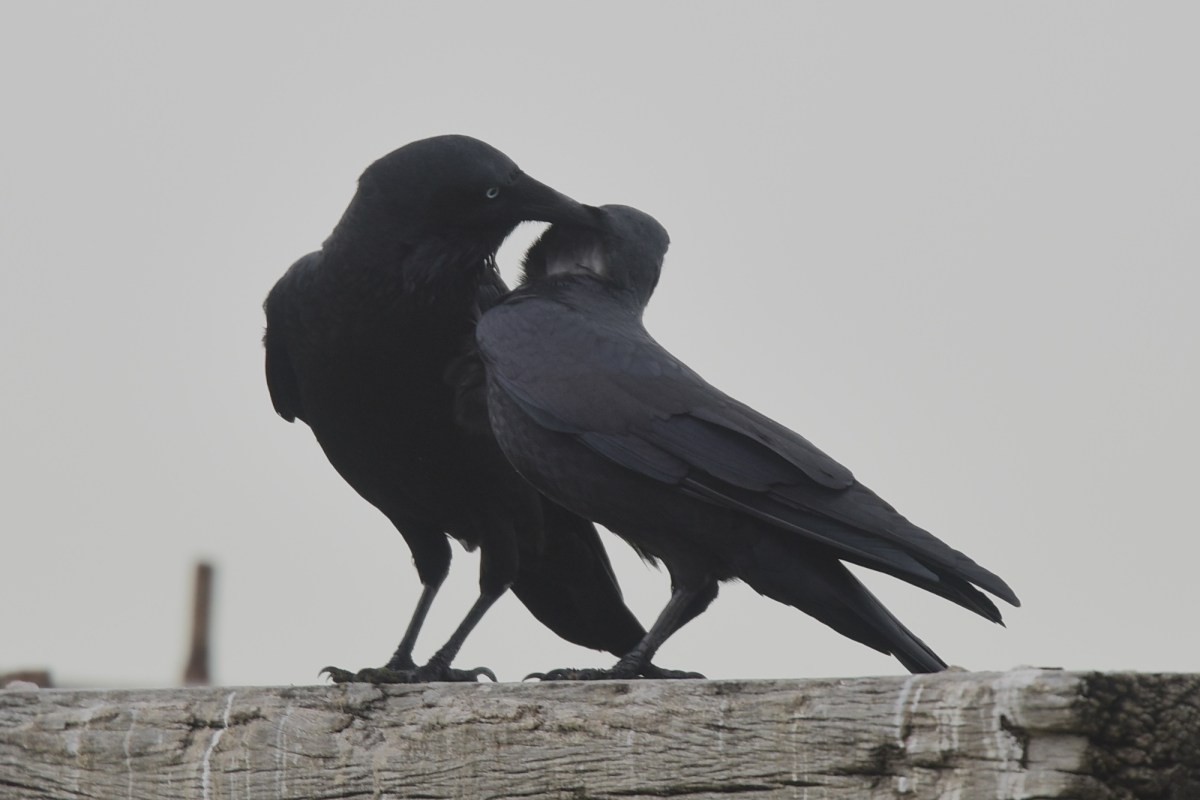 Must be both a mark of bonding, and cleans the areas that otherwise would be hard to reach.