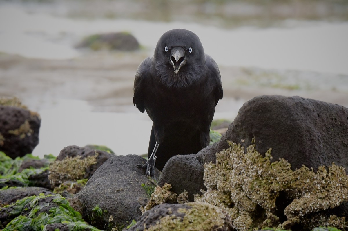 It has a distinct almost purring call.