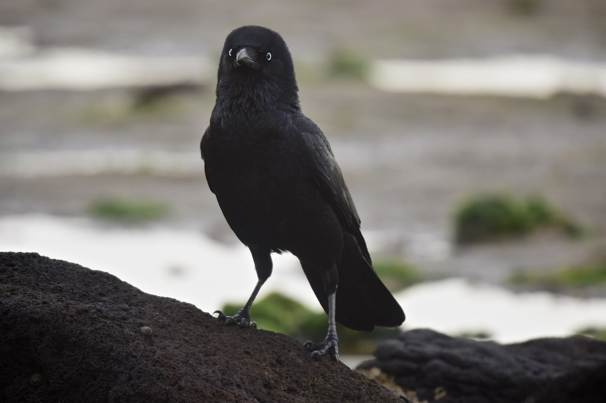 The photo complexity, dark on dark and light 