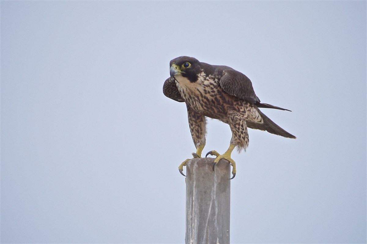 Peregrine Falcon