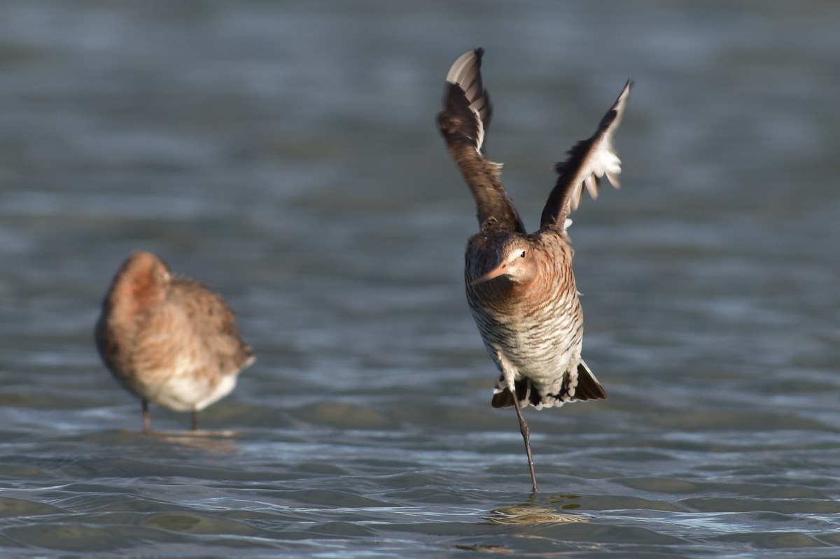 One-legged Wing Streches seemed popular 