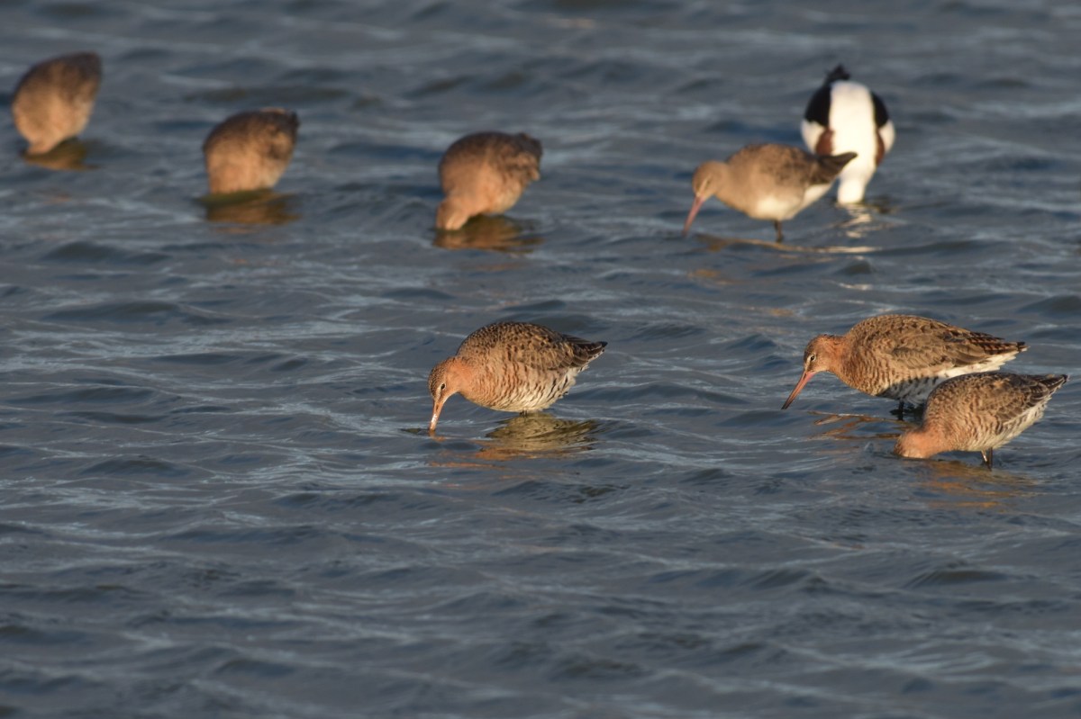 Feeding right on sunset 