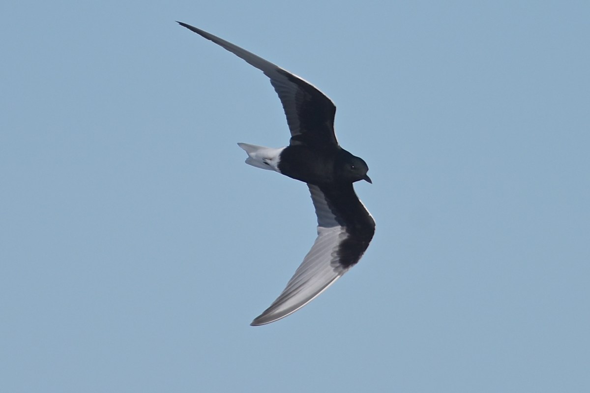 So Good. Here is another.