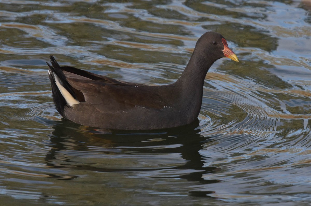 Dusky Moorhen enjoying the sunshine too.  