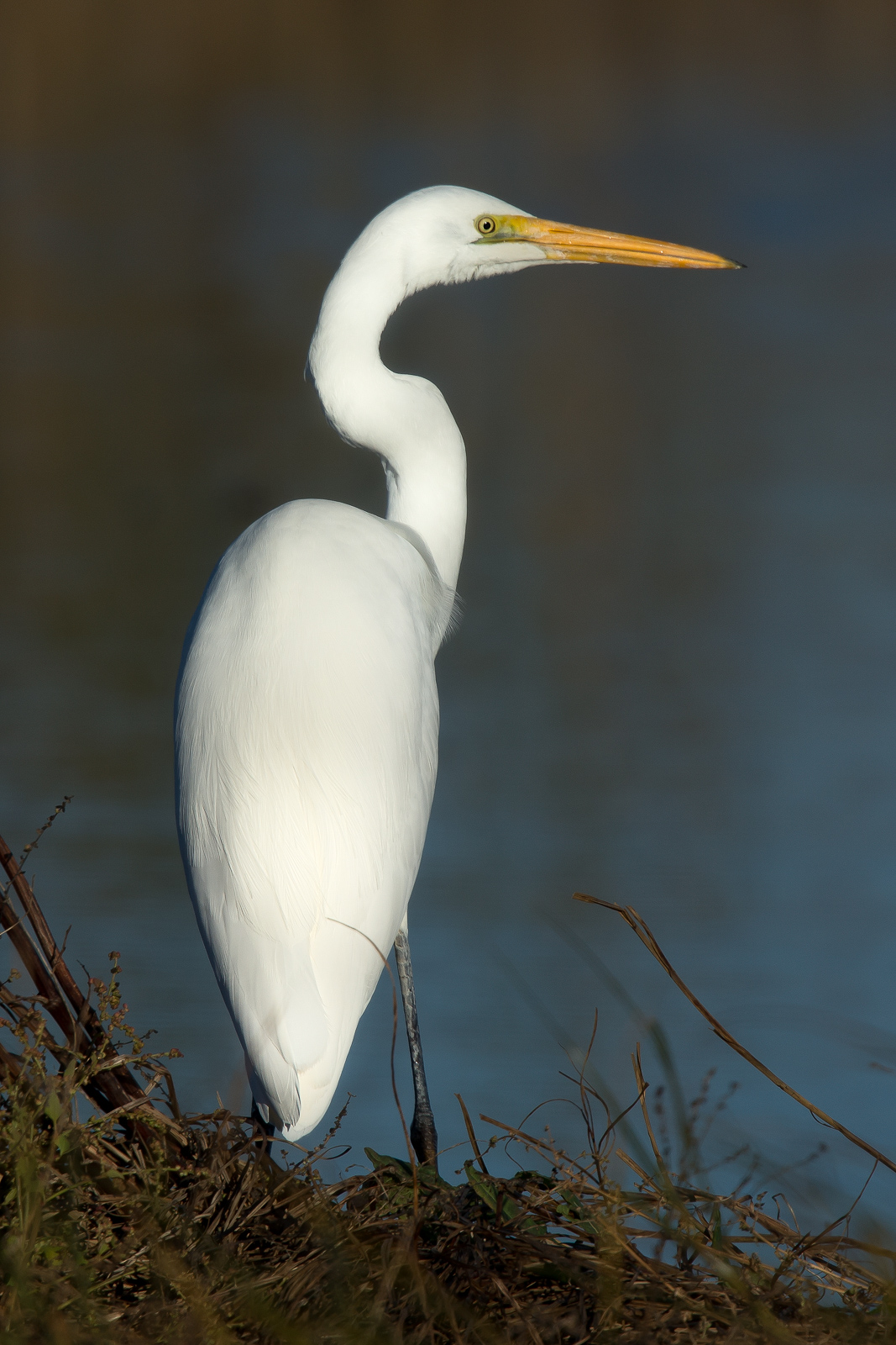 Great Egret. Elegance in harmony