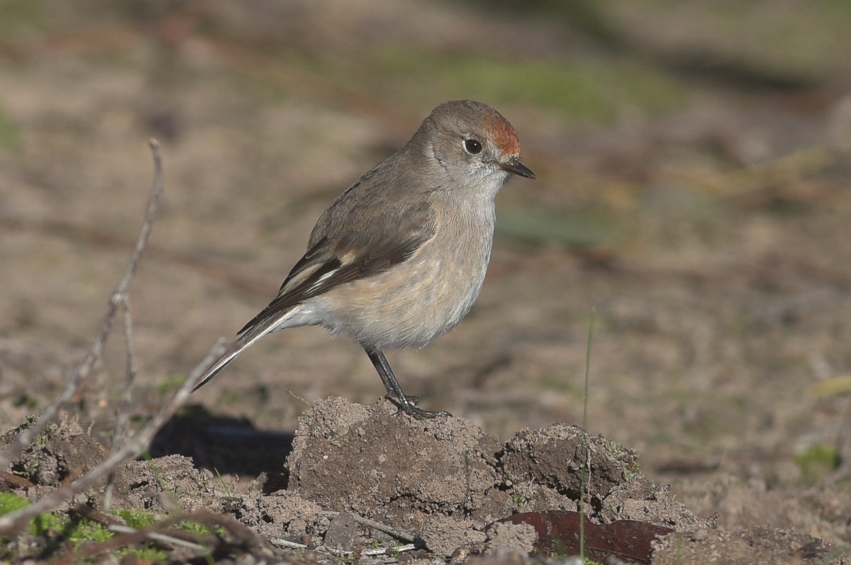 Petite, the Smallest Red-capped Robin. This tiny bird met us on the roadway as we walked in. Totally unconcerned by our presence. A real thread bulding moment. 