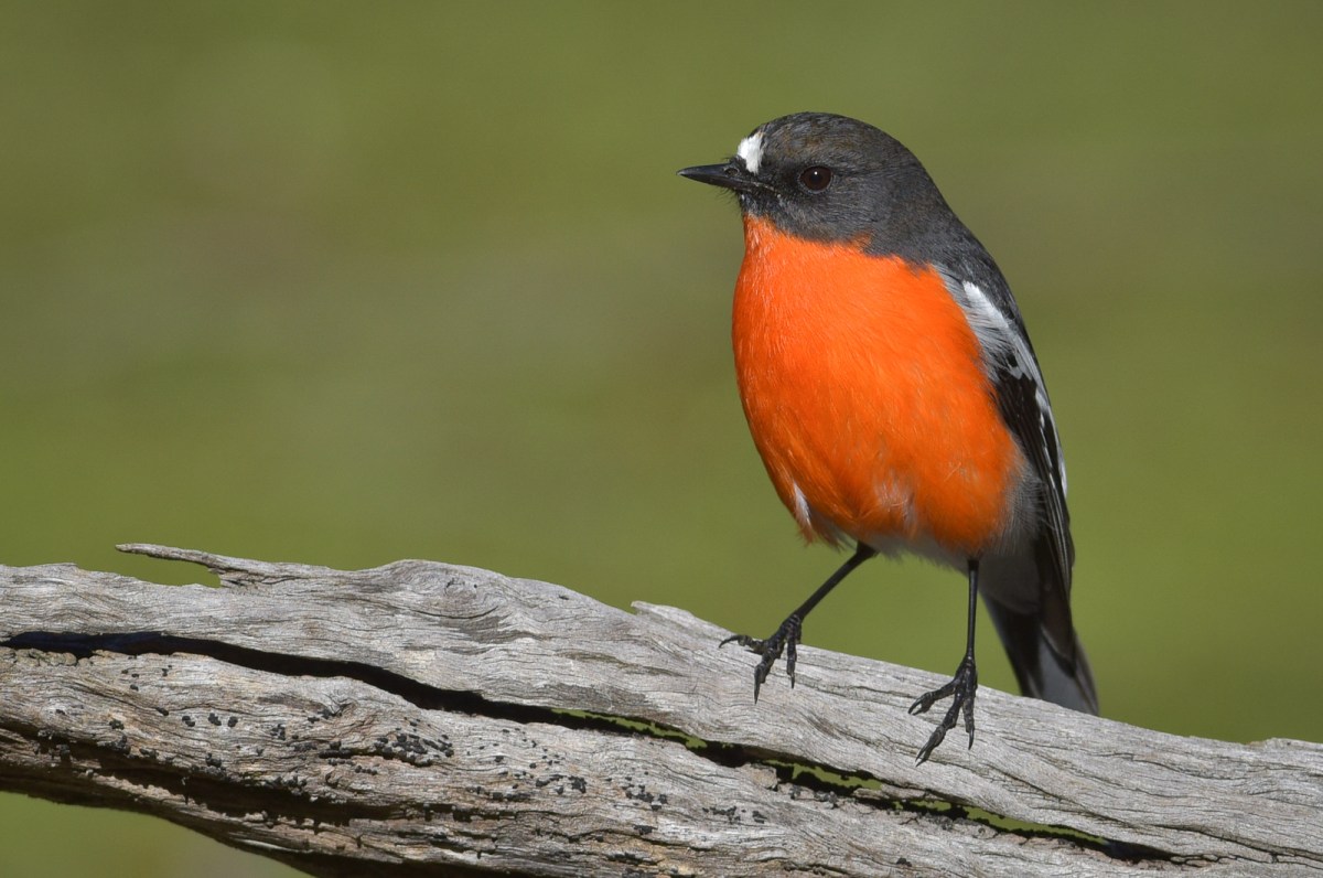 Flame Robin Male