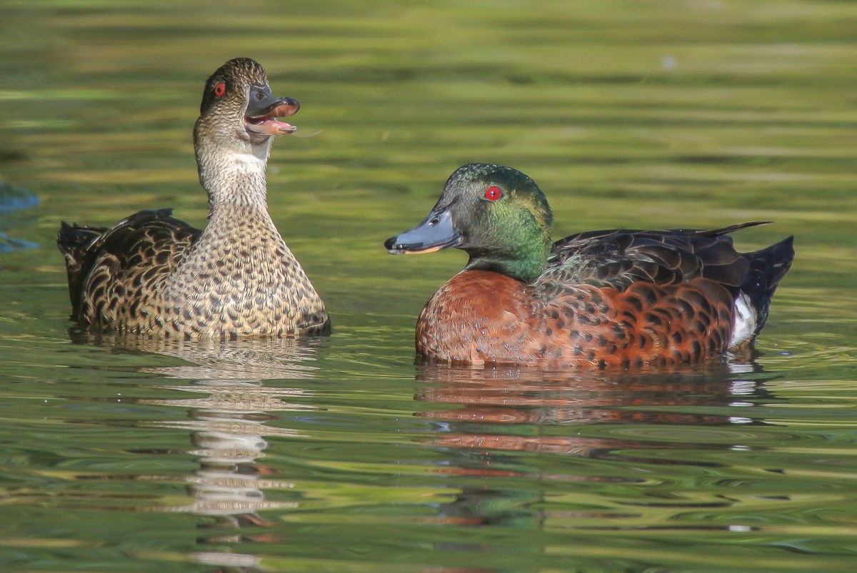 Ahhh, Kik kik kik kik kik