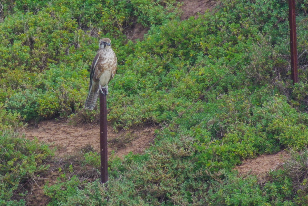 That lovely erect Brown Falcon stand. This is with the 300mm and the TC on the little V1. While I may not give up the D810, this is a cool result from such a tiny kit. 