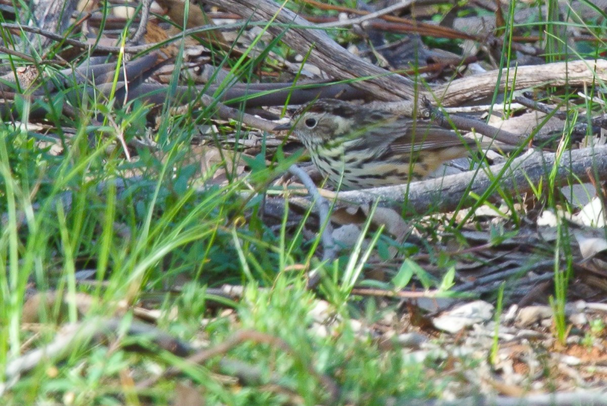 Find the Speckled Warbler 