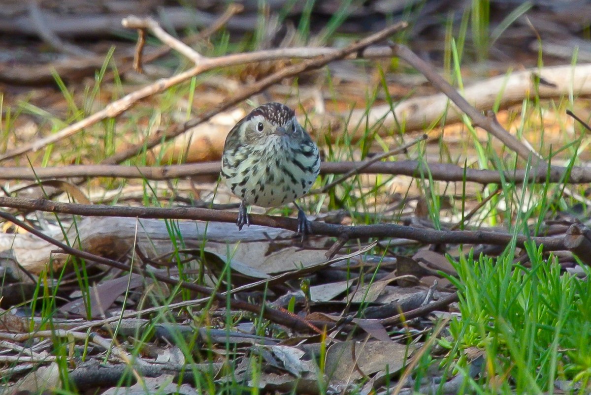 Will have to wait till I get a bit more practice on the camera, but. I'll be back