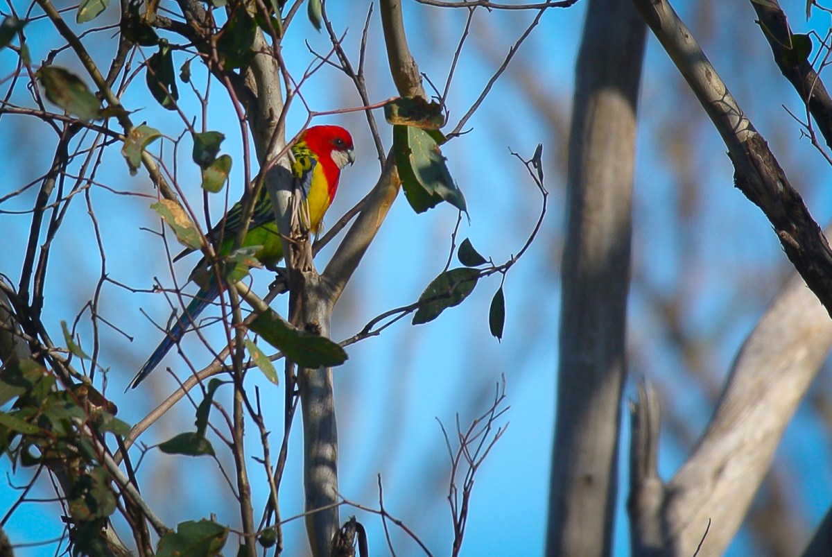One of a number of Eastern Rosellas in dispute with some Crimson Rosellas. Probably over nesting rights. 