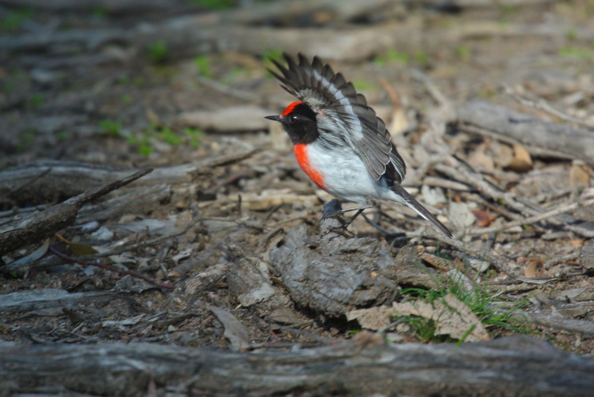 Red-capped Robins hunt by using a lot of wing action. It is believed, that it might either flush, or mesmerise the insects they are searching for.  