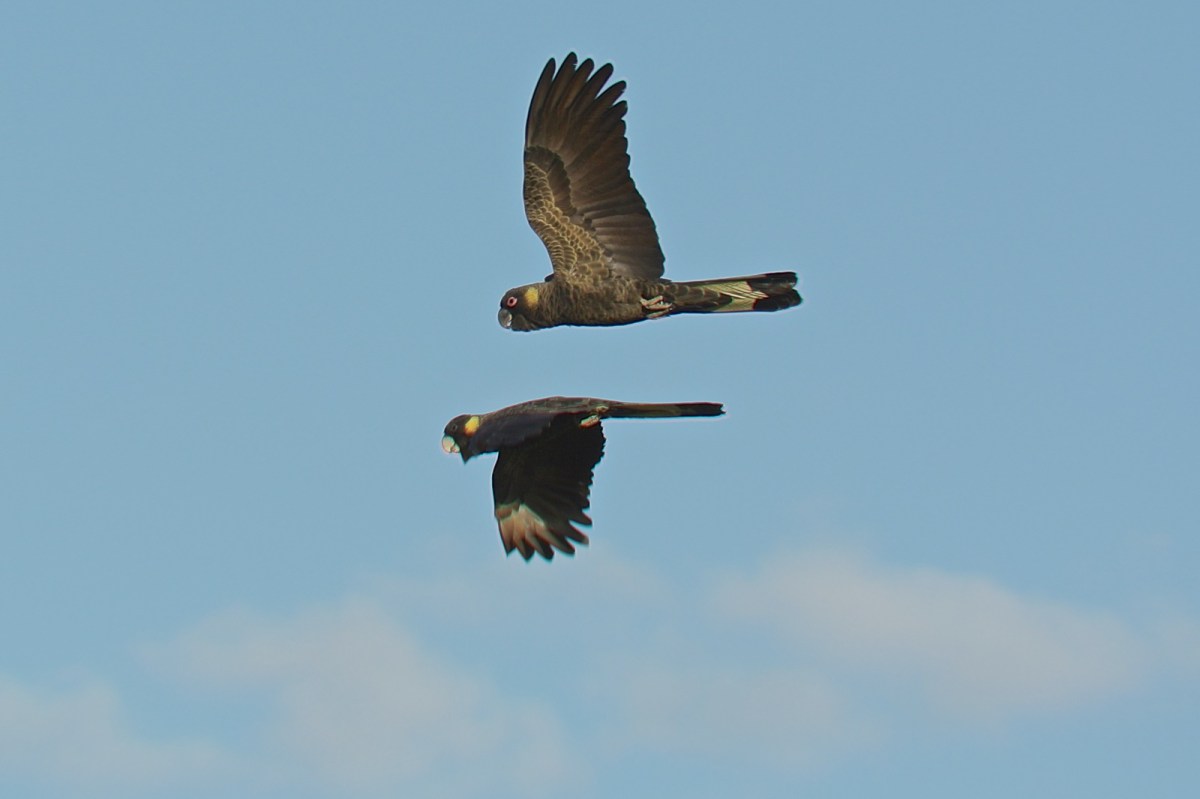 Beginning to get good inflight with the CX70-300mm 