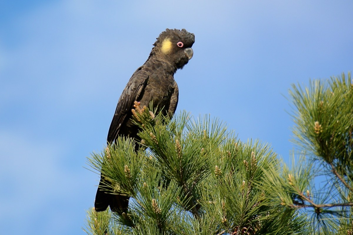 These stunning birds look great against the blue sky backdrop 