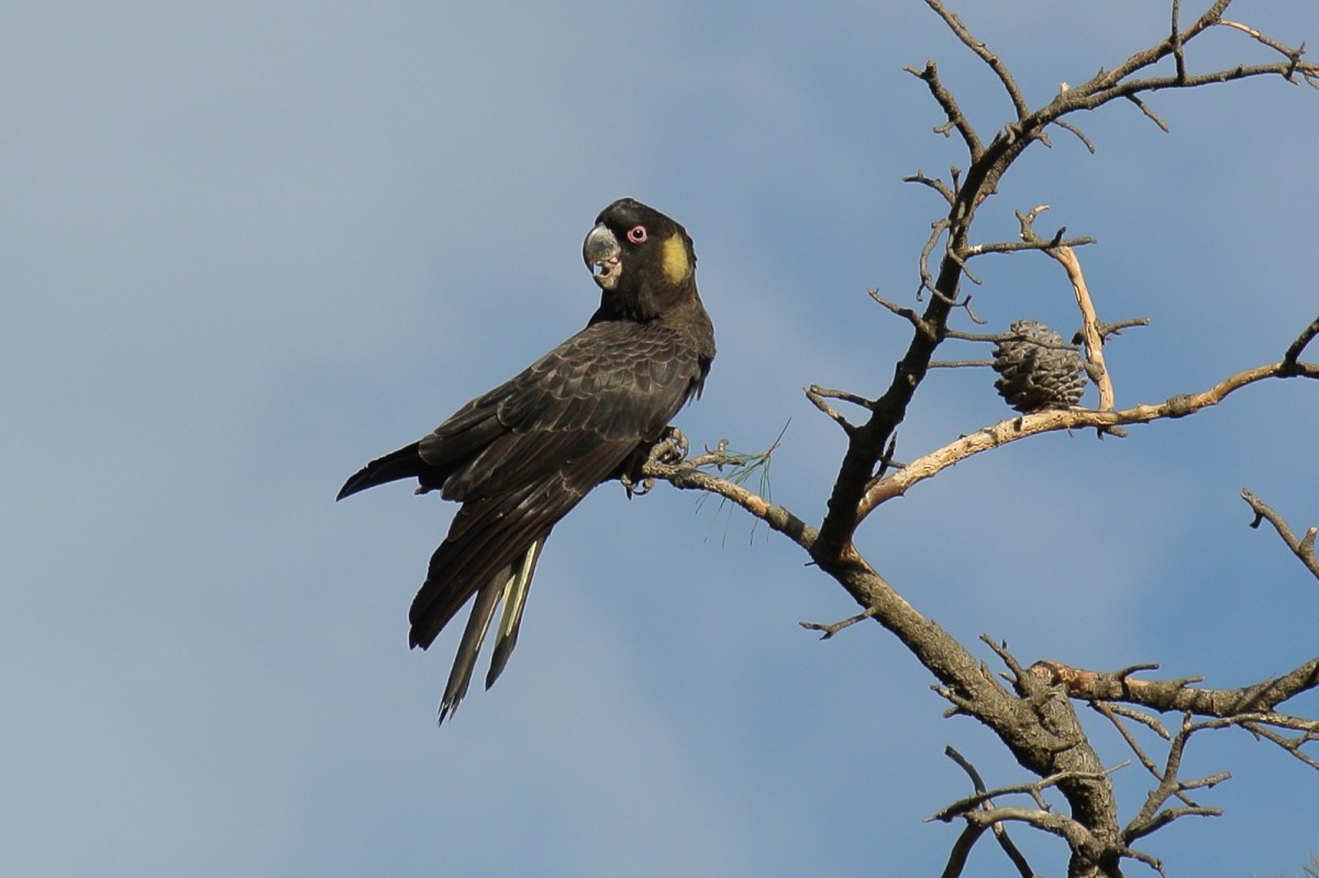 Time for a short rest between feeds 