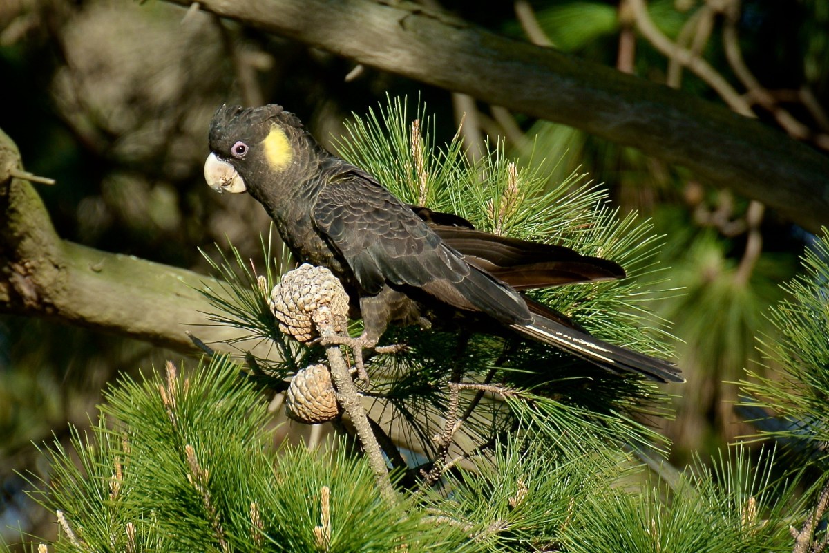 Mmmm. these look good. 