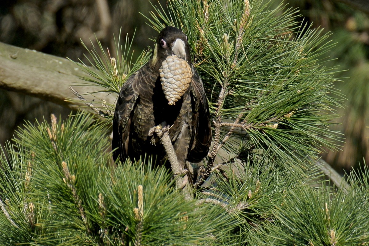 Leveraged away with the least difficulty