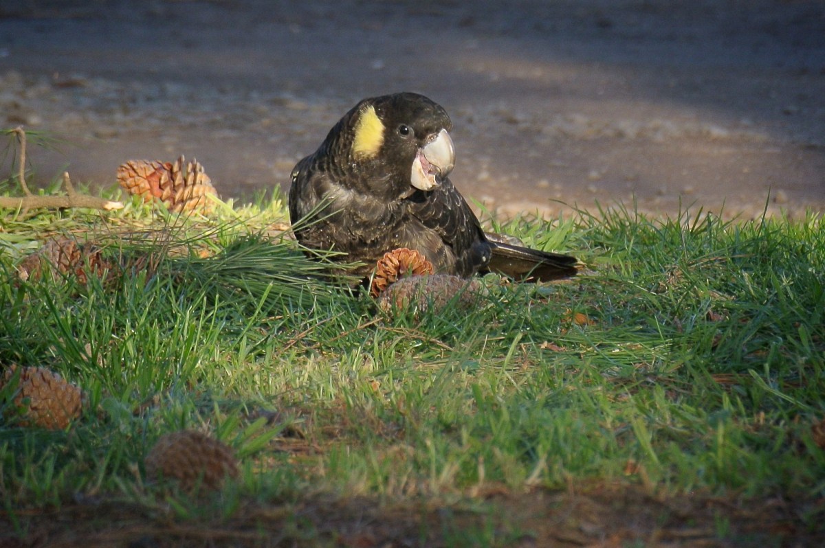 Some of the best bits were on the ground and the birds made good use of the lost opportunities of their family up in the trees.
