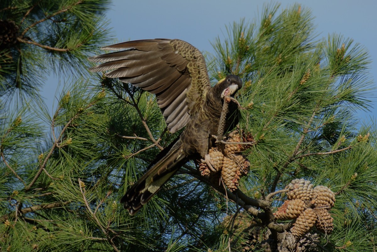 Stubborn pieces get a bit of extra wing help.