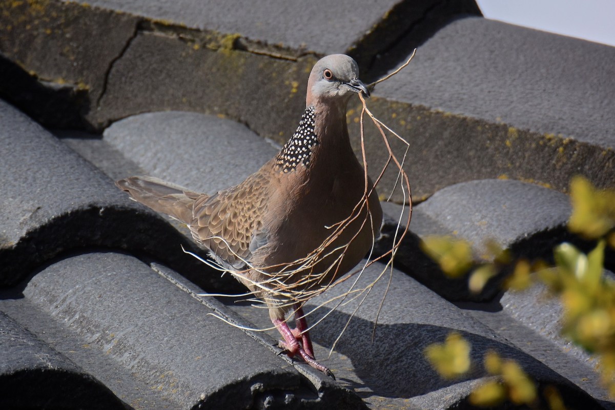 Finding it is one thing, wrestling it the right way round to get into the site, quite another.  