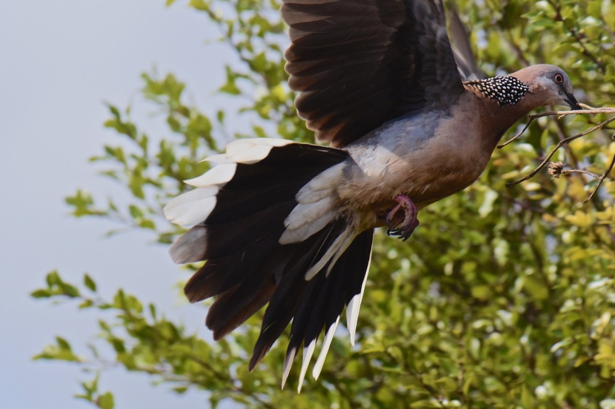 Try as I might even with 20fps on the V3, getting the flight down and around to the opening was easier for her  than for me.  