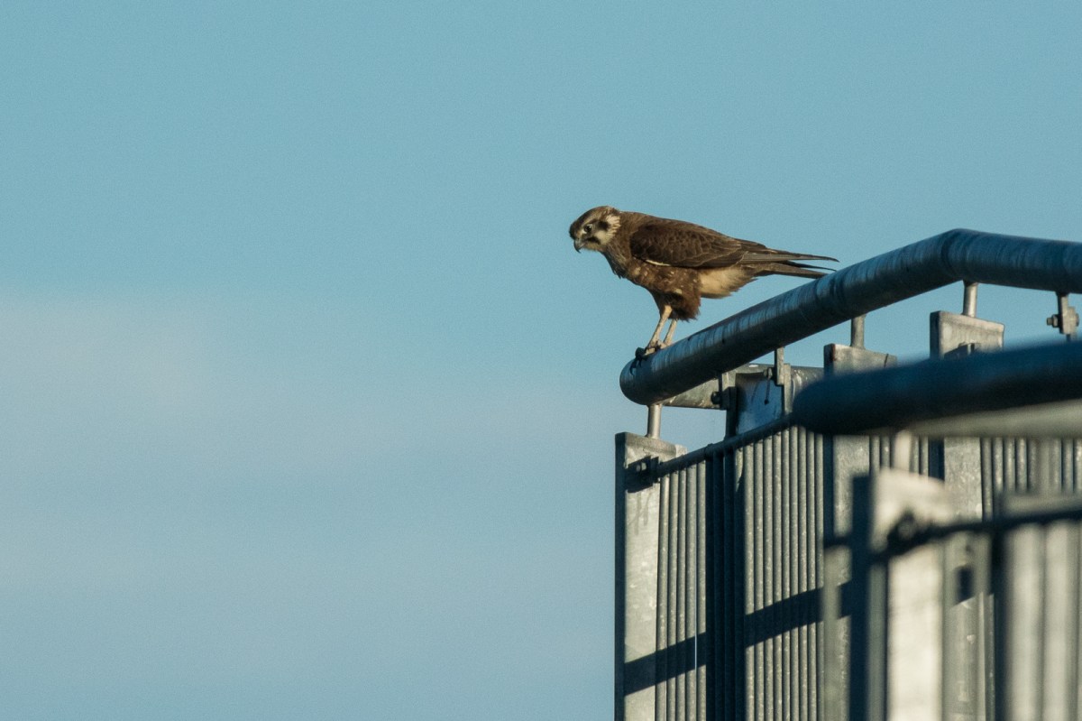 Looking looking looking. Must be something down there to take up so much of his time. 