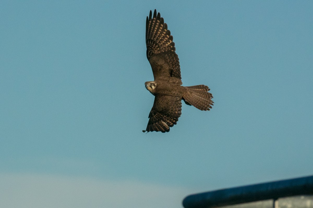 Airborne, wheels up and steadying.