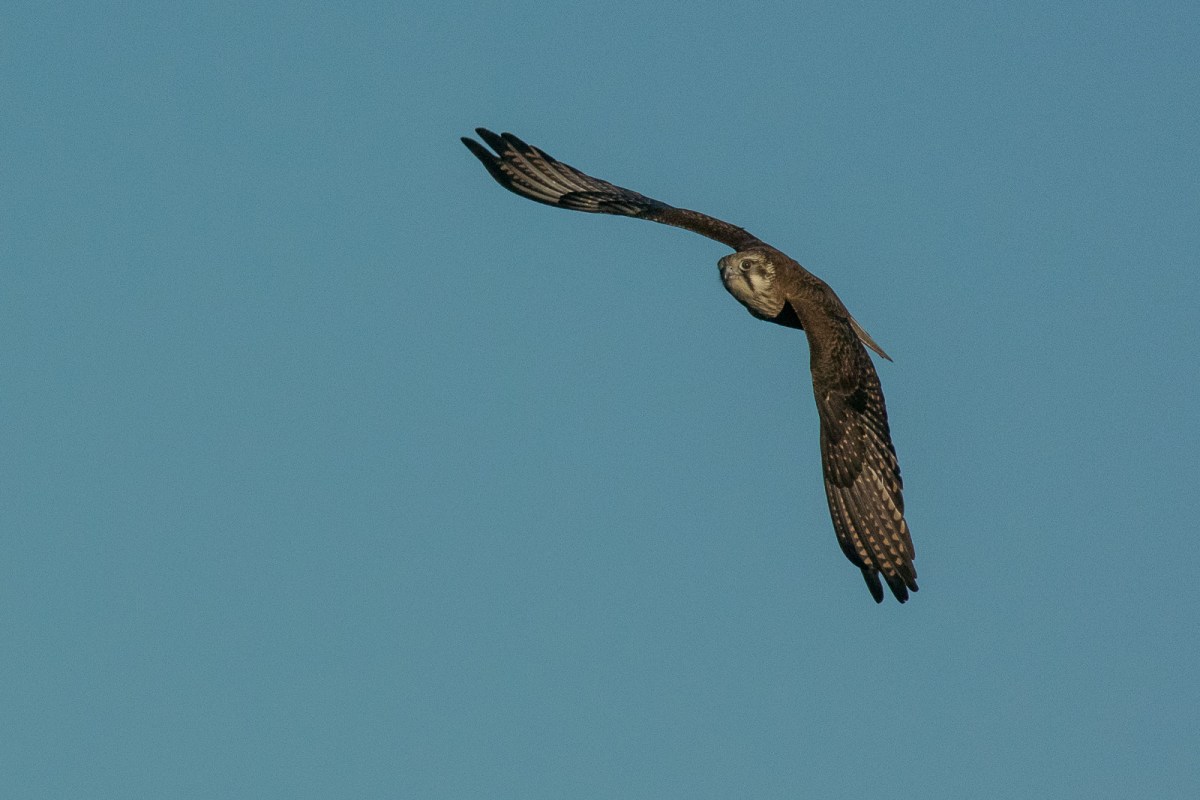 First down flap to establish direction 