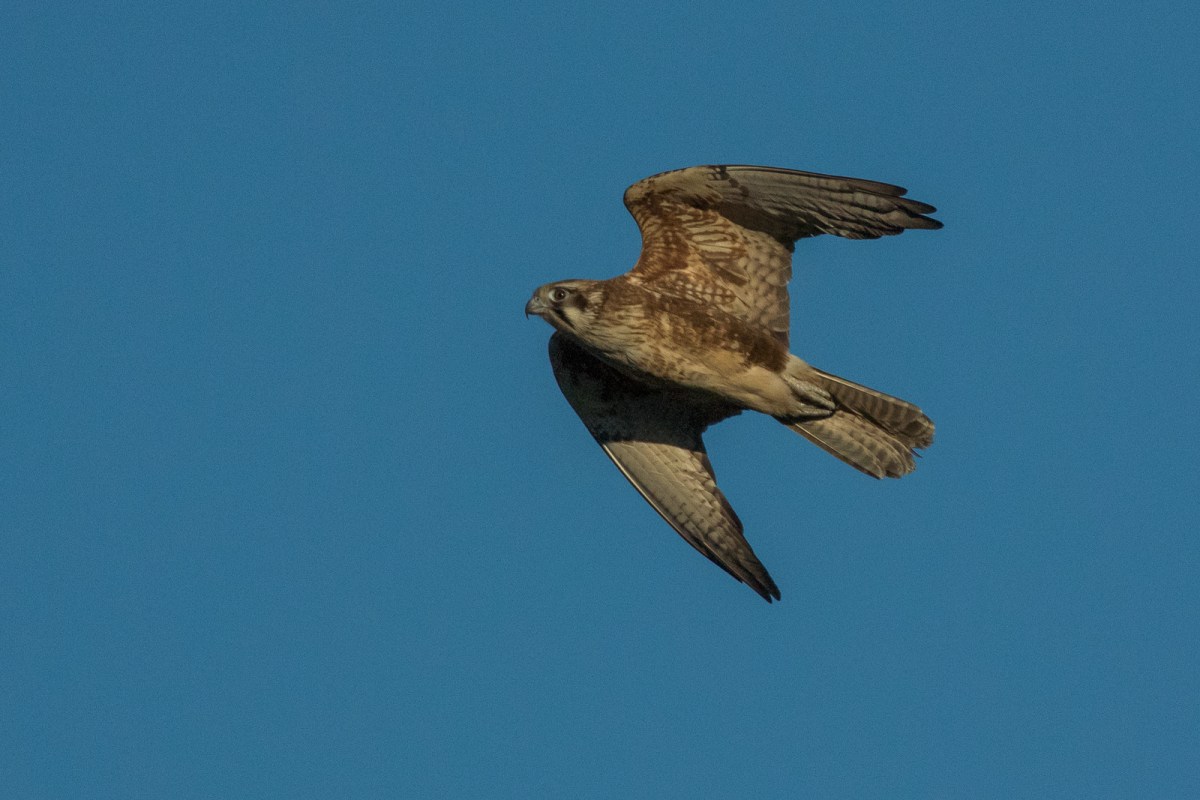 Wings tucked for speed 