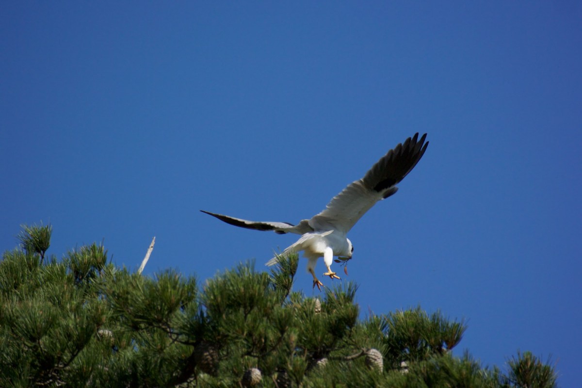 The nest is right on the top of the treeline.  Impossible to see from the ground. 