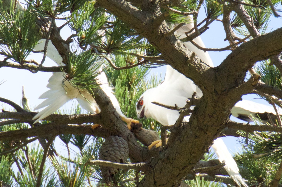 Mouse transfer in the tree tops.  