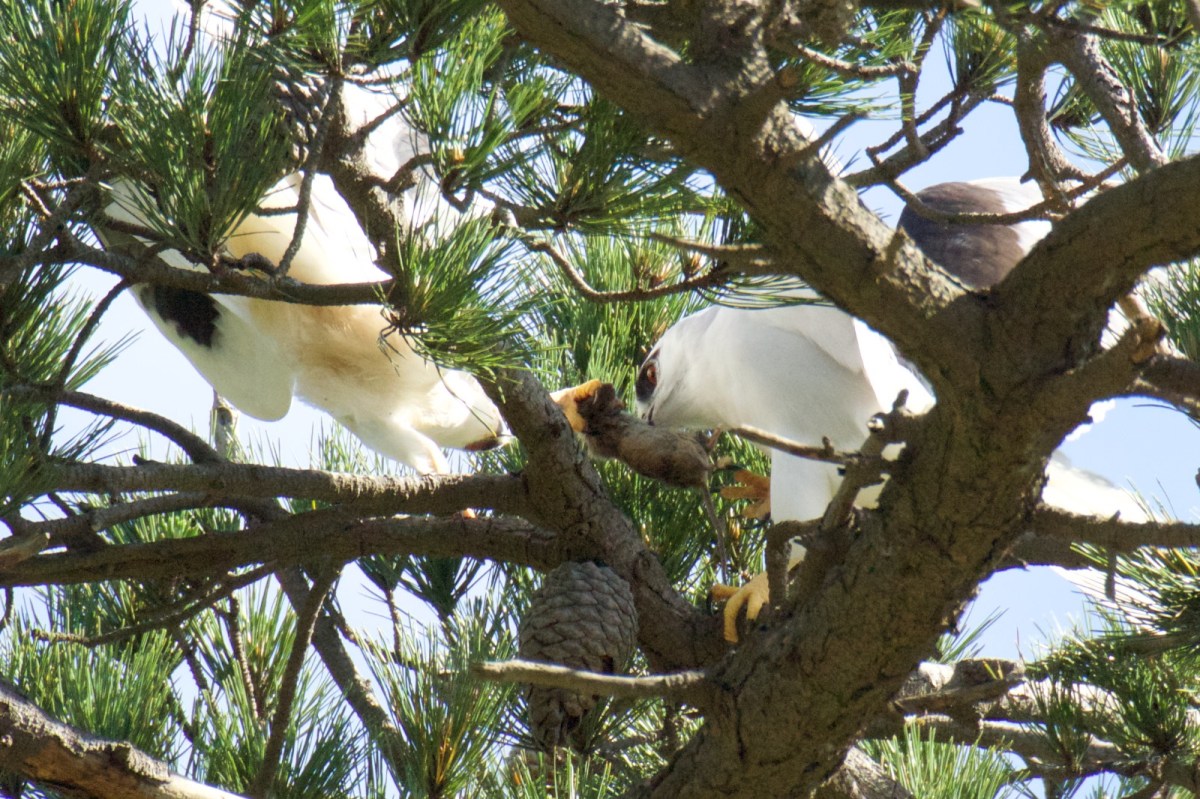 I think the process goes, he won't let go until she has connected, and she won't connect until he lets go.  